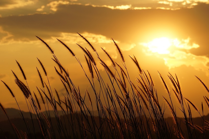 Tulips flowers  / selecting flowers