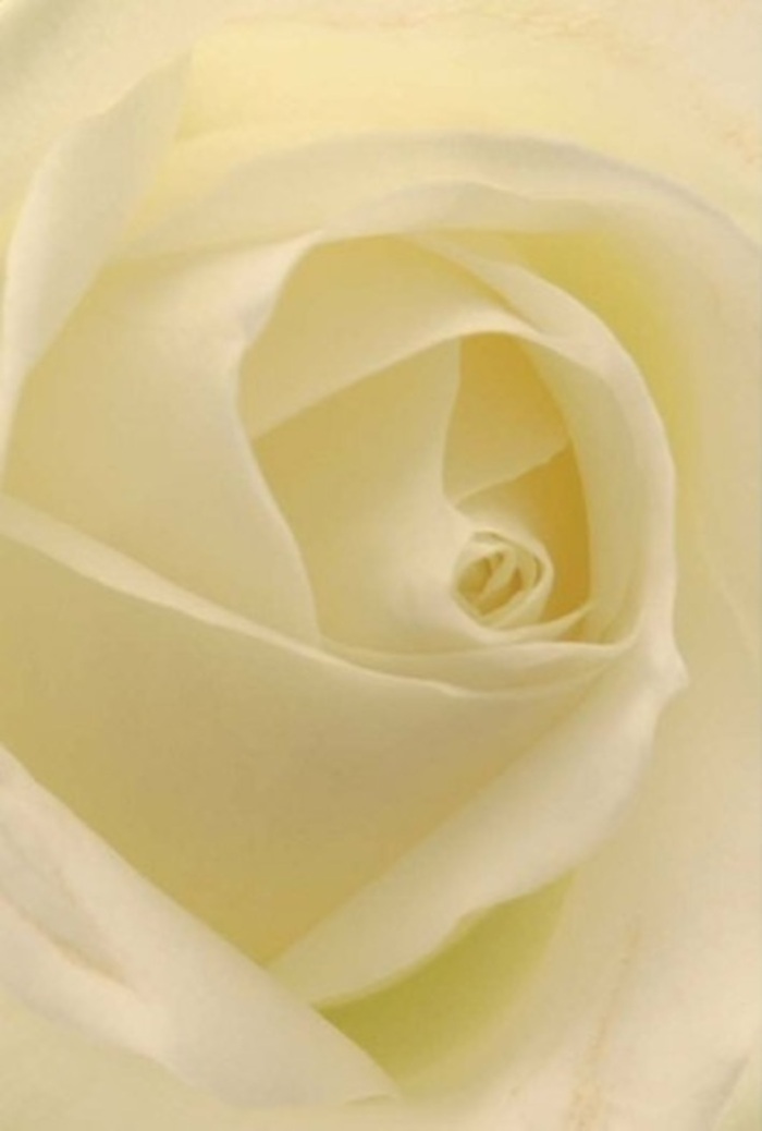 Gazing closely at this classic white rose, one is enchanted by the interplay of soft layering and tranquil simplicity found within each petal-a beauty resonant with the peaceful scenes of Rotherhithe's riverside. The petals, creamy and unblemished, spiral inward with architectural grace, forming a centre that conveys both purity and delicate resilience. Soft, natural lighting seems to flow through every level of the bloom, infusing it with luminous depth, while faint shadows reveal the intricacy of its design. The gradation from translucent cream edges to denser white within captures the subtle elegance prized in arrangements for special occasions across Rotherhithe, from intimate dinner parties to quiet moments of remembrance. The understated, clean fragrance is perceived rather than overpowering, adding to the rose's sense of calm sophistication. For florists rooted in the community, like those along Salter Road, this bloom is an ideal choice for apologies, love notes, or refined centrepieces meant to anchor a joyful gathering. Each curve and highlight speaks of expert craftsmanship, ensuring that every arrangement holds both the spirit and authenticity of a handmade Rotherhithe bouquet, delivered with care wherever meaning is needed.